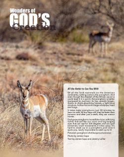 Pronghorn