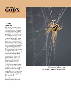Western Spotted Orb Weaver