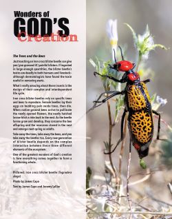 Iron Cross Blister Beetle