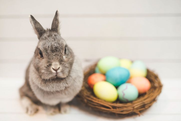 Do Bunnies Lay Eggs? (And 4 Other Questions About Easter)