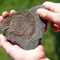 The Fossil Record and Creation