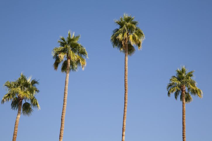 Four Lessons From Palm Trees
