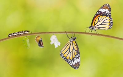Lessons From a Caterpillar’s Transformation to Butterfly 