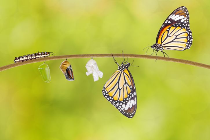 Lessons From a Caterpillar’s Transformation to Butterfly 