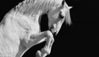The Destructive Ride of the White Horse of Revelation 