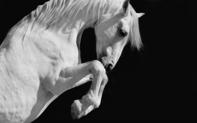 The Destructive Ride of the White Horse of Revelation 