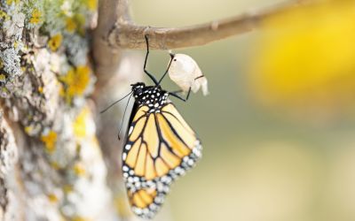 The Incredible Monarch Butterfly: Evidence of Design?