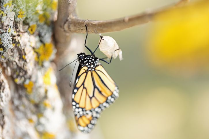 The Incredible Monarch Butterfly: Evidence of Design?