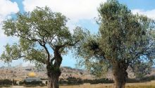 Two olive trees represent the two witnesses of Revelation 11.
