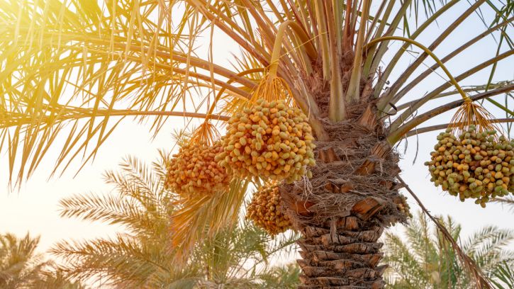 The Meaning Of “The Righteous Shall Flourish Like A Palm Tree”?