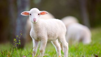 Why Is Jesus Called the Lamb of God?