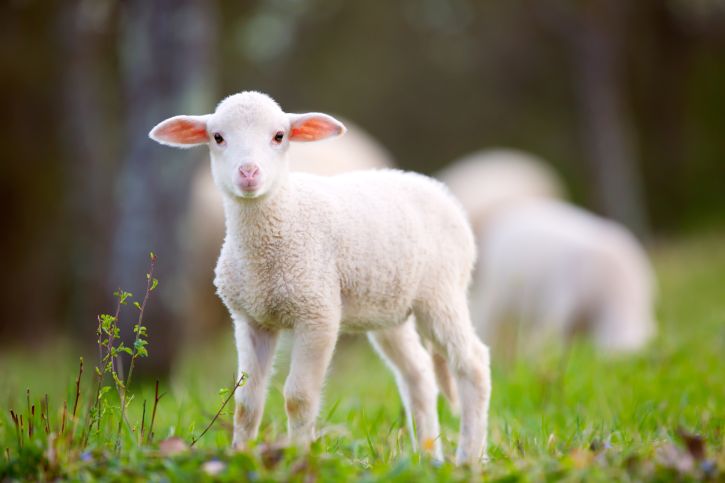 Why Is Jesus Called the Lamb of God?