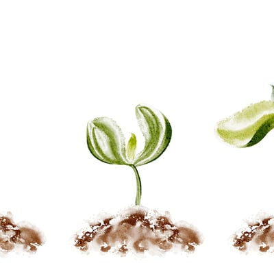 From Seed to Harvest: Lessons on Spiritual Growth