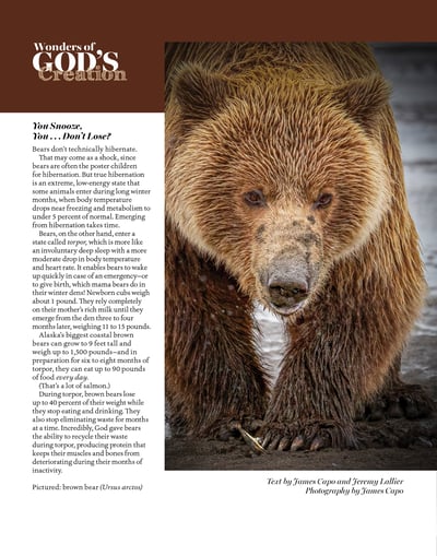 Brown Bear