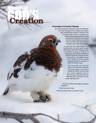 Ptarmigan