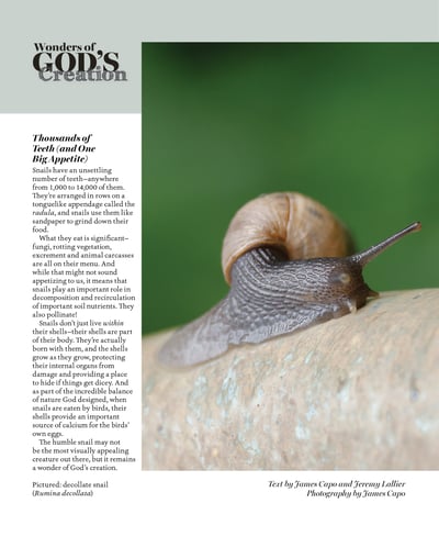 Decolatte Snail
