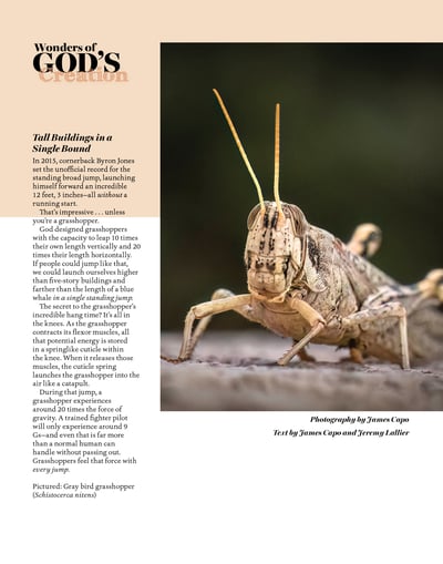 Gray Bird Grasshopper