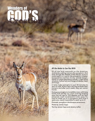 Pronghorn