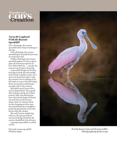 Roseate Spoonbill