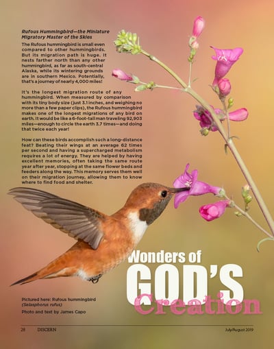 Rufous Hummingbird