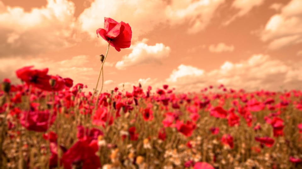 “No Good Deed Goes Unpunished”