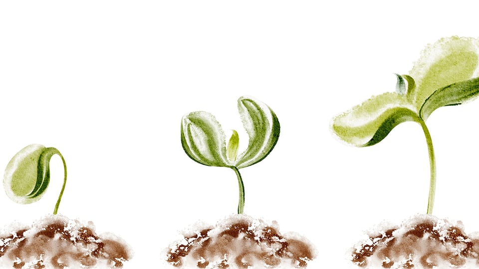 Graphic of a seed growing, showing three stages of growth, to illustrate the article 