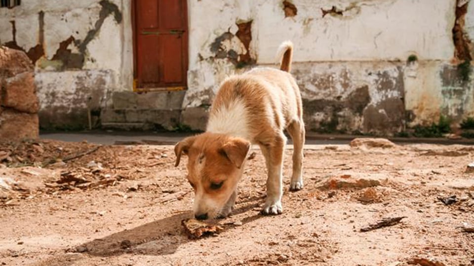 Jesus and the Gentile Woman: Throwing the Children’s Bread to the Dogs?