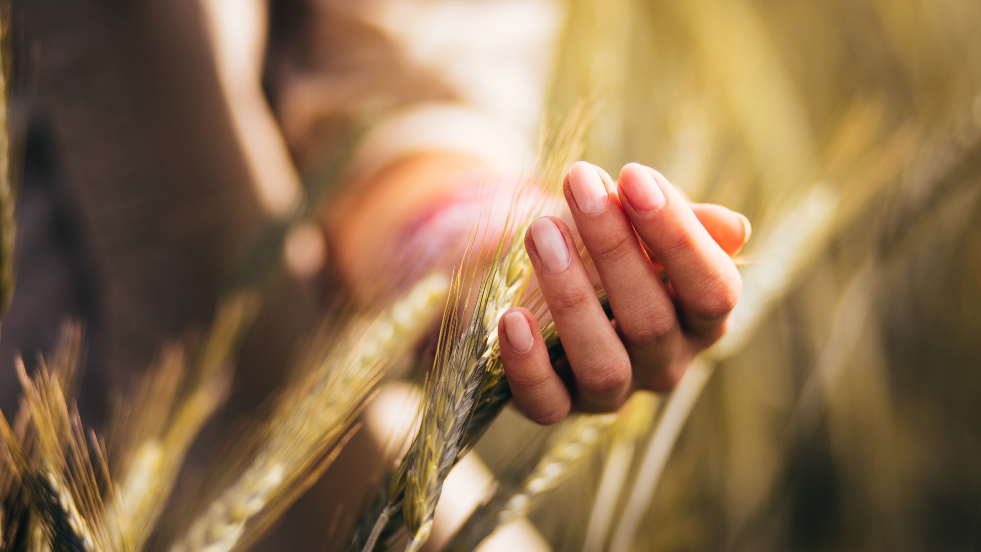 Photo of a person touching a stock of grain to illustrate the article Three Important Facts About Firstfruits in the Bible