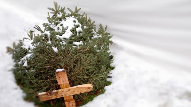We Didn’t Celebrate Christmas Last Year. Here’s Why