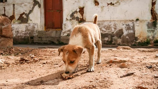Jesus and the Gentile Woman: Throwing the Children’s Bread to the Dogs?