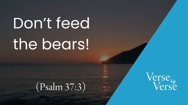Don’t Feed the Bears! (Psalm 37:3)