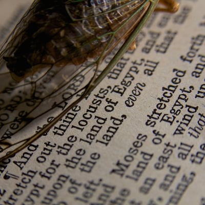 A Deeper Look at the 10 Plagues