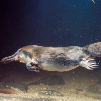 The Duck-Billed Platypus: A Wonder of God’s Creation