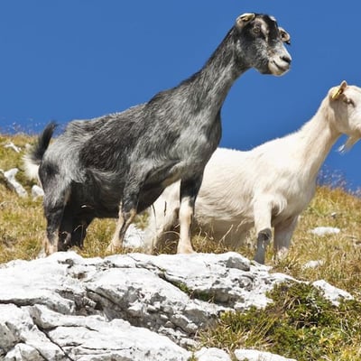 Leviticus 16 and the Day of Atonement