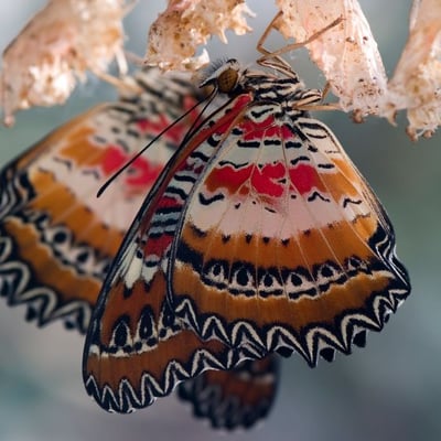 Christian Conversion