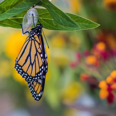 What Is the Meaning of Romans 12:2? Conformed or Transformed?
