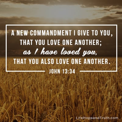 A new commandment I give to you,
that you love one another; 
as I have loved you, 
that you also love one another.
