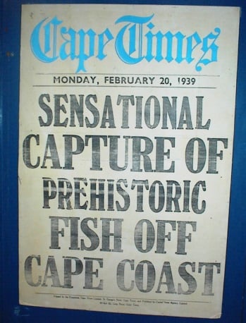 <p>Picture of newspaper announcing discovery of coelacanth, displayed in the East London Museum in South Africa (photo by Bill Jahns).</p>