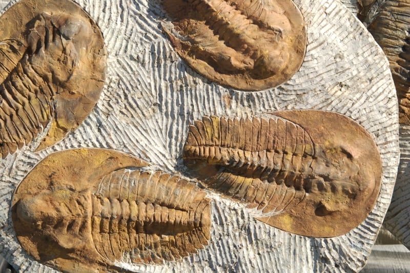 <p>Trilobites, found in the Cambrian period, are surprisingly complex.</p>