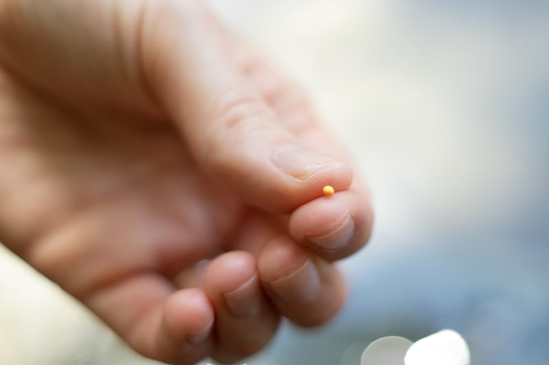 Small Mustard Seed