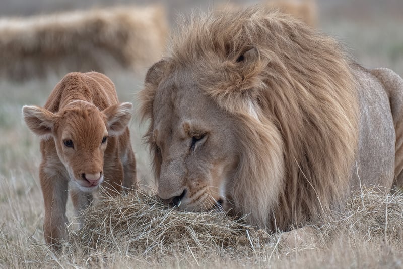 The lion will eat straw like the ox