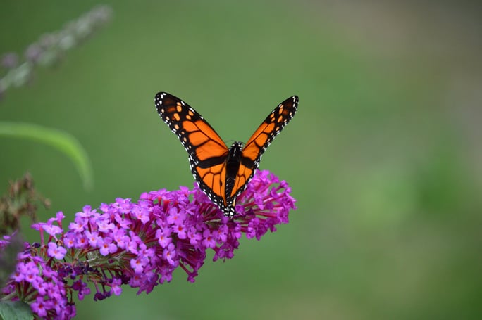 The Butterfly Effect and Our Decisions