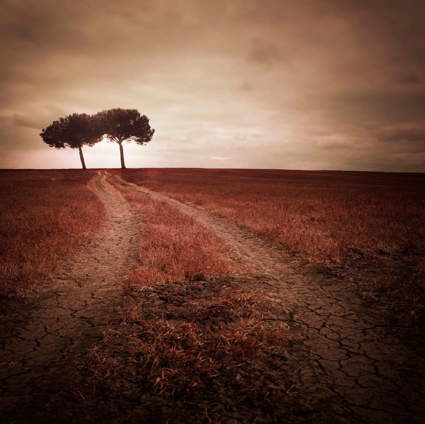 Which Tree Do You Pick?