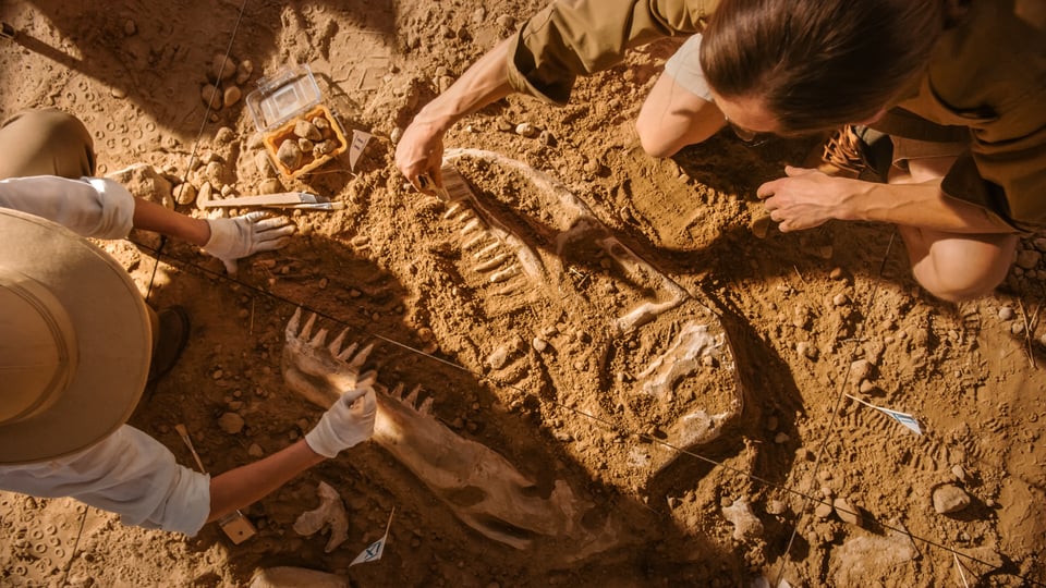 Archaeologists digging up dinosaur bones to illustrate the article Five Problems With the Theory of Evolution
