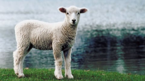 Did Jesus Replace the Passover?
