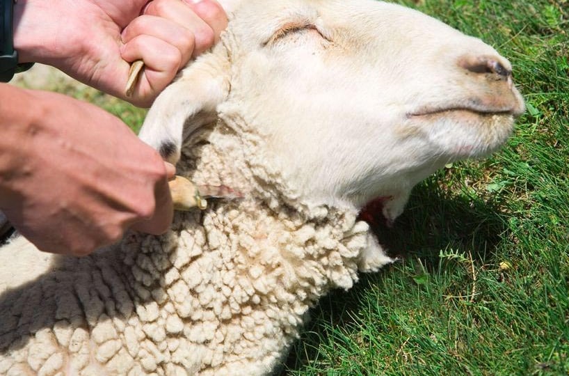 Old Testament Sacrifices and Their Fulfillment in Christ