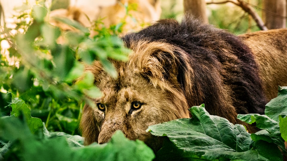 How to Overcome Attacks From the Enemy
