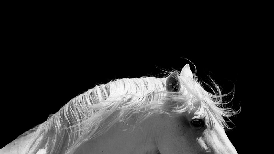 The End-Time Ride of the White Horse of Revelation