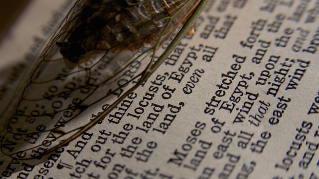 A Deeper Look at the 10 Plagues