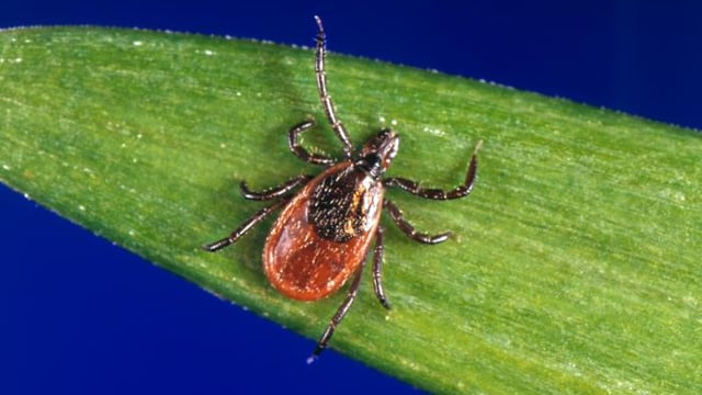 Why Did God Make Ticks?